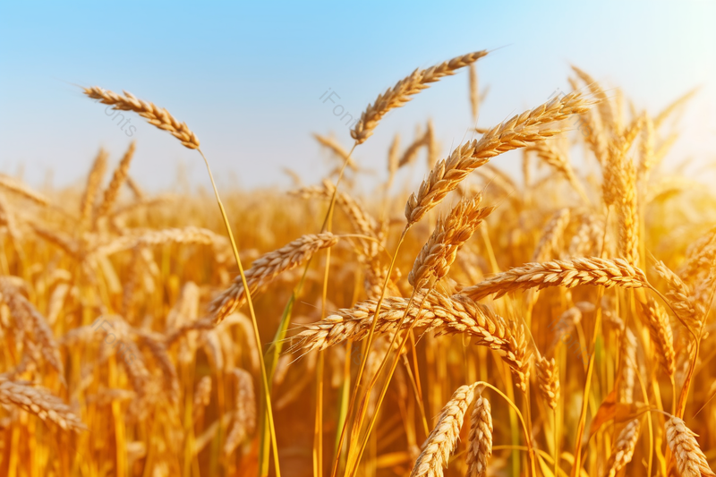 金黄色颗粒饱满的稻谷粮食水稻摄影背景,高清,摄影图,摄影图片,图片大全,摄影图免费下载